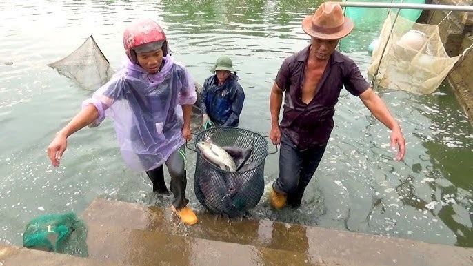 'Đánh thức' ruộng bỏ hoang, nông dân Hải Dương (cũ) nuôi cá triệu đô, chỉ sau 2 tháng đã đón tin vui