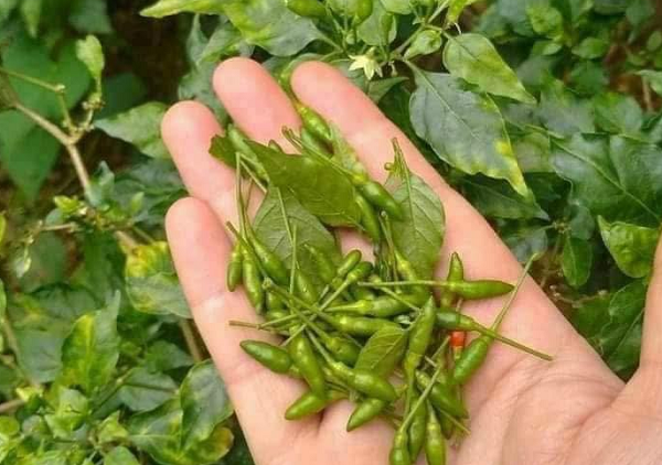Quả nhỏ như hạt thóc, thơm cay đặc trưng: Từ mọc dại thành đặc sản đắt đỏ bậc nhất, nhiều người săn lùng
