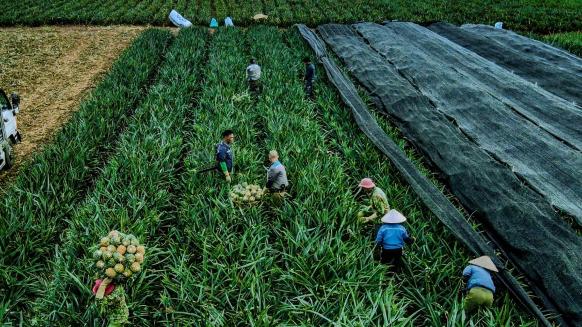Hai cường quốc Nga, Mỹ tranh nhau mua 'nữ hoàng trái cây' của Việt Nam: Có bao nhiêu mua bấy nhiêu, nước ta xuất khẩu sang 122 quốc gia