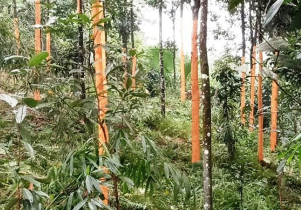 Việt Nam sở hữu 180.000 ha 'gỗ triệu đô' hiếm trên thế giới, Ấn Độ ráo riết thu mua: Thu về hơn 187 triệu USD từ đầu năm