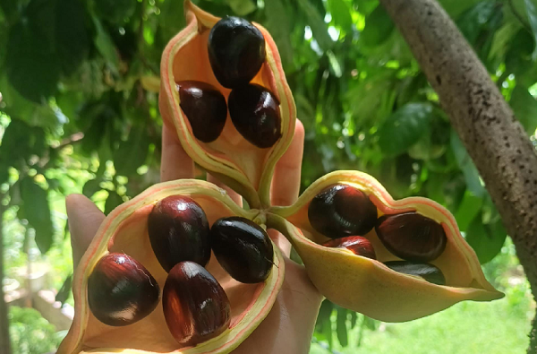 Loại quả mọc dại ở Tây Bắc nhưng là 'hàng hiếm' dân sành ăn tìm mua, giá không hề rẻ