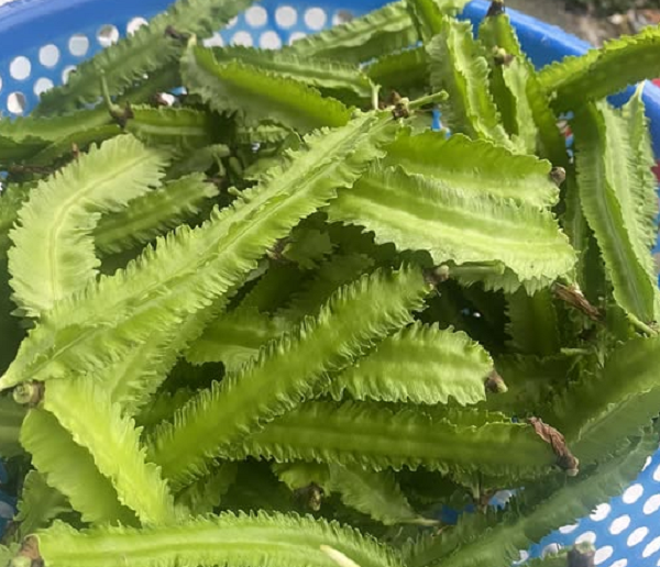 'Thức ăn cho lợn' hóa đặc sản 1 triệu/kg ở Trung Quốc: Ở Việt Nam bán tràn chợ, giá ra sao?