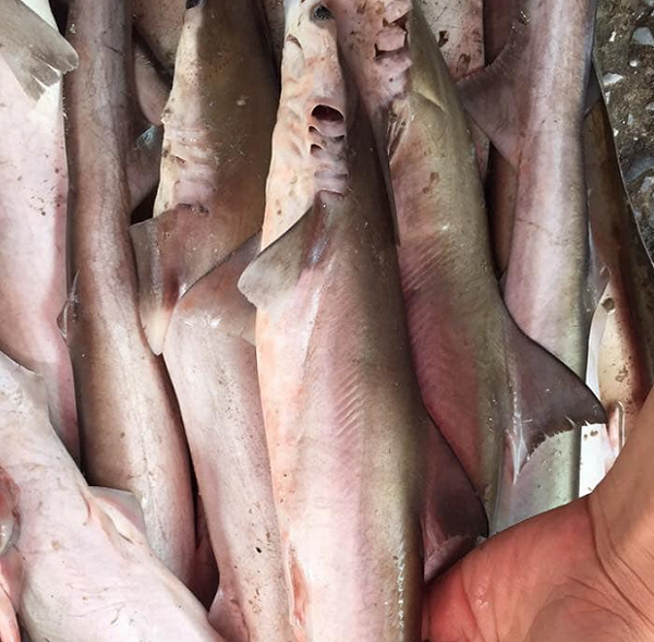 Loài cá 'vô danh' ngày trước, giờ phơi khô giá tới 500.000 đồng/kg, được săn lùng đãi khách quý