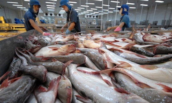 Giữ vững 'ngôi vương' thủy sản: Việt Nam dẫn đầu toàn cầu về cá tra ASC