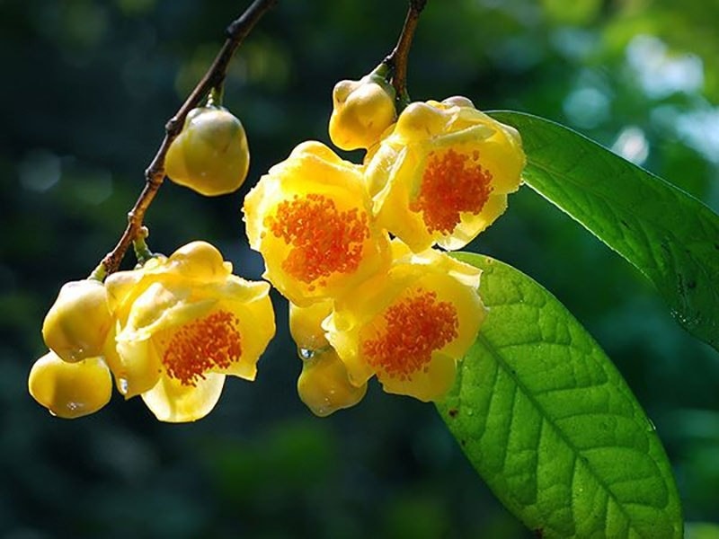 Loại trà đế vương từng mọc khắp núi rừng Việt Nam, được thương lái Trung Quốc săn lùng với giá 15 triệu/kg hoa