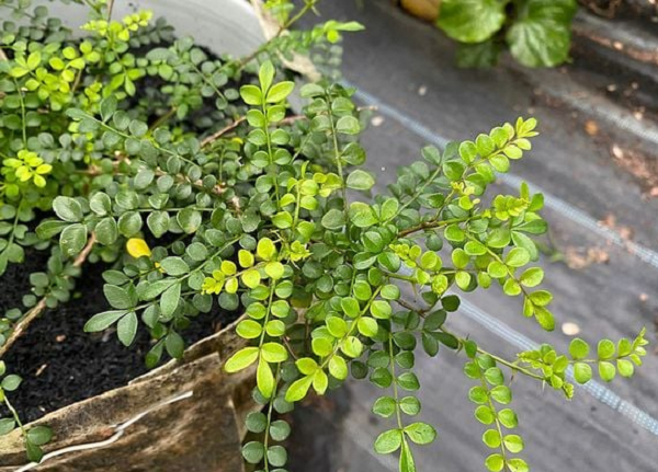 Từ bụi rậm lên bàn tiệc: Loài cây dại tên lạ từng bị lãng quên, giờ thành đặc sản được đầu bếp săn lùng, giá cao bất ngờ