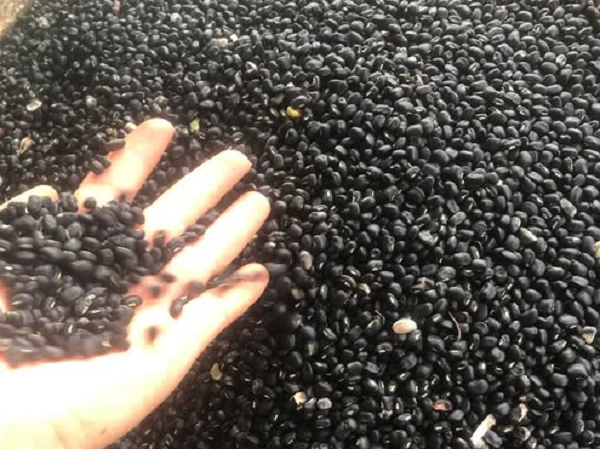 Giàu dinh dưỡng, cực phẩm cho sức khỏe: Loại hạt 'vua của các loại đậu' có ngay ở Việt Nam, giá chỉ vài chục nghìn