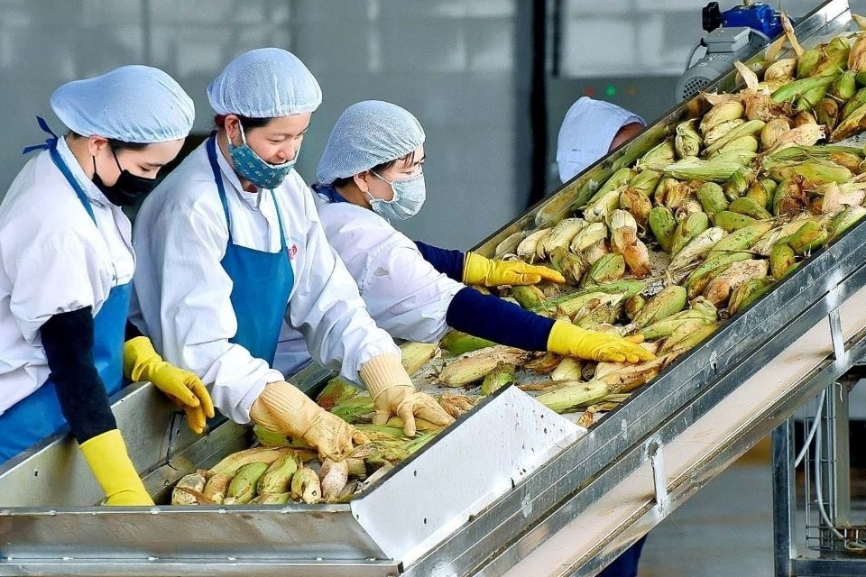 Mục tiêu 65 tỷ USD: Việt Nam tung ‘đại chiến lược’ xuất khẩu nông lâm thủy sản