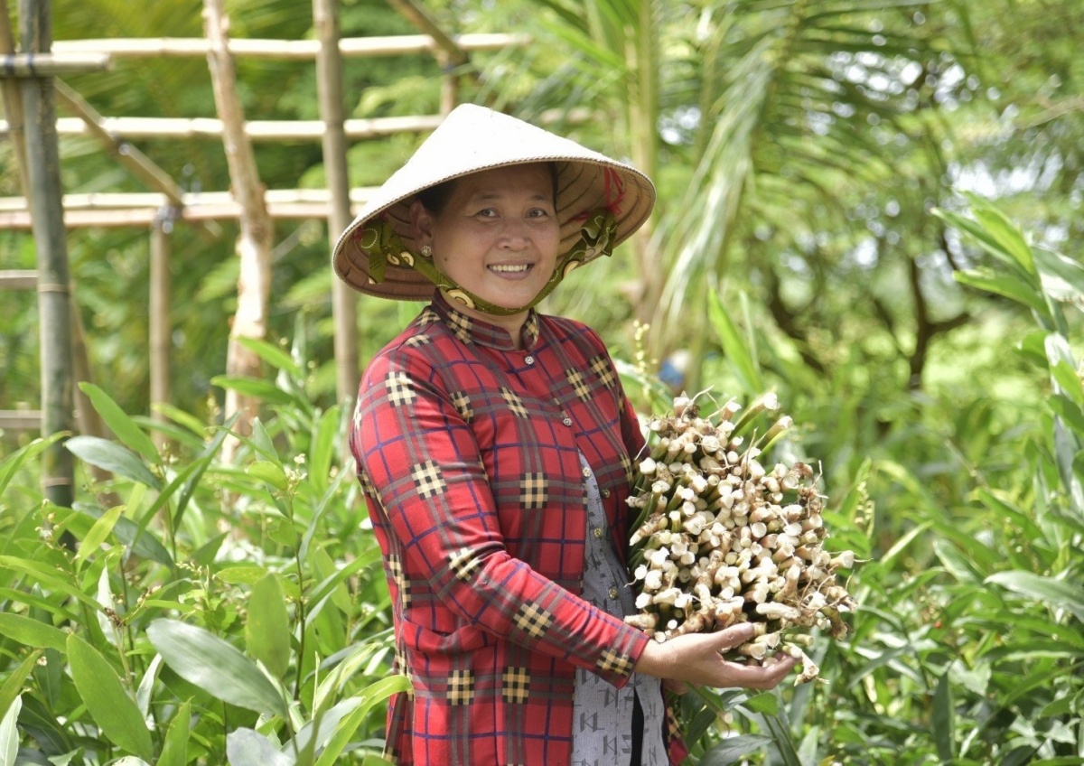 Nông dân An Giang ‘hái lộc’ từ loại cây mọc bạt ngàn ngoài ruộng: Chẳng cần chăm, vừa bán ra tiền, vừa là món ăn bổ và vị thuốc quý