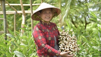 Nông dân An Giang ‘hái lộc’ từ loại cây mọc bạt ngàn ngoài ruộng: Chẳng cần chăm, vừa bán ra tiền, vừa là món ăn bổ và vị thuốc quý