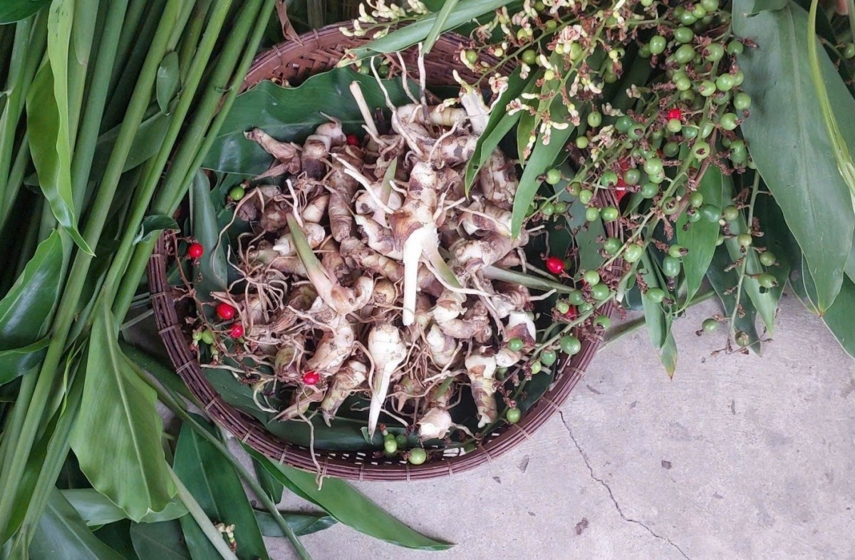 Nông dân An Giang ‘hái lộc’ từ loại cây mọc bạt ngàn ngoài ruộng: Chẳng cần chăm, vừa bán ra tiền, vừa là món ăn bổ và vị thuốc quý