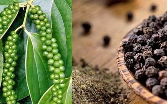 Nông dân bám trụ với 'vàng đen' đón tin vui khi Mỹ chốt đơn hơn 32.000 tấn trong 7 tháng qua