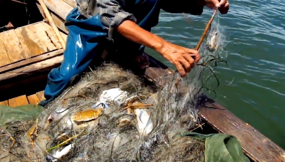 ‘Kho báu dưới nước’ của Việt Nam thu về hơn 173 triệu USD nửa đầu năm: 25 quốc gia săn lùng, EU tăng trưởng 71%