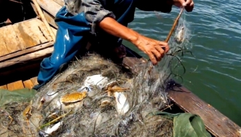 ‘Kho báu dưới nước’ của Việt Nam thu về hơn 173 triệu USD nửa đầu năm: 25 quốc gia săn lùng, EU tăng trưởng 71%