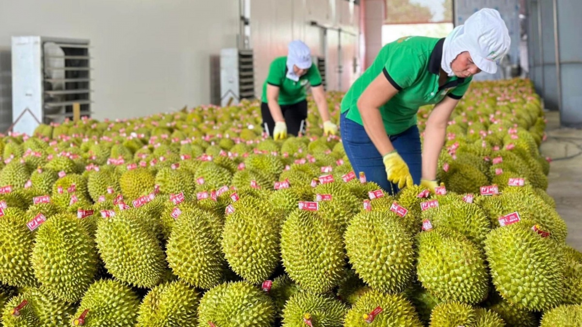Trồng mãi không được, Trung Quốc 'chịu thua' loại quả Việt Nam, nước ta vươn lên thành 'ông lớn' xuất khẩu thu về hàng tỷ USD