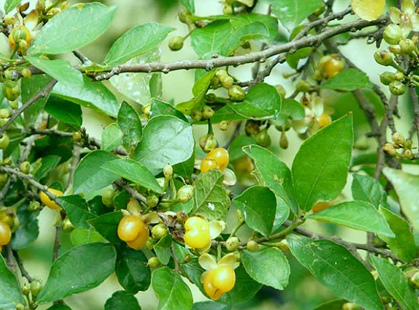 'Lộc trời' vàng óng từng đầy hàng rào quê, nay hiếm đến mức có tiền chưa chắc mua được