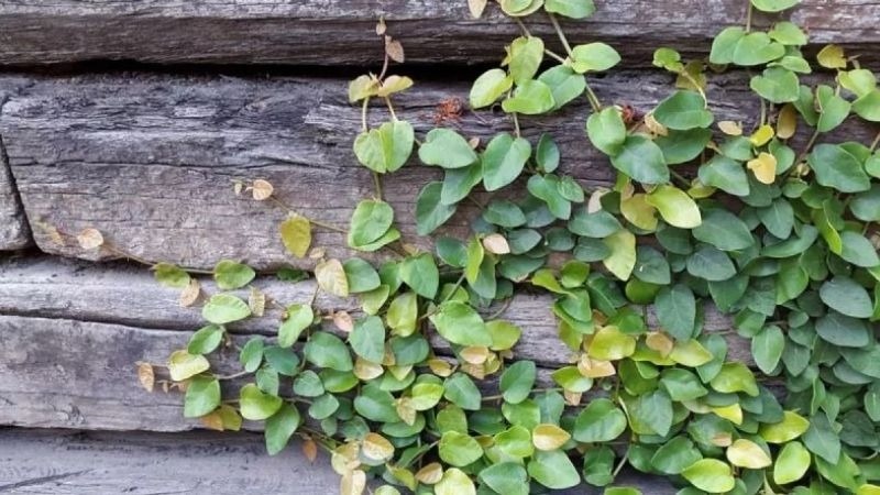 Loại rau dại mọc bám tường, giá 70.000 đồng/kg, người bán dặn 'mua về phải ăn ngay'