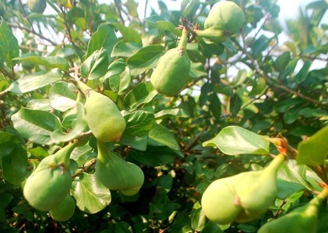 Loại rau dại mọc bám tường, giá 70.000 đồng/kg, người bán dặn 'mua về phải ăn ngay'