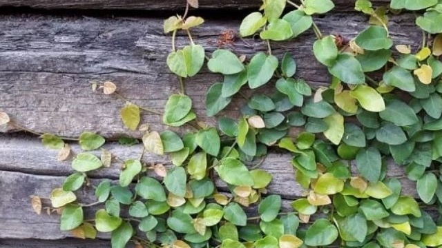 Loại rau dại mọc bám tường, giá 70.000 đồng/kg, người bán dặn 'mua về phải ăn ngay'