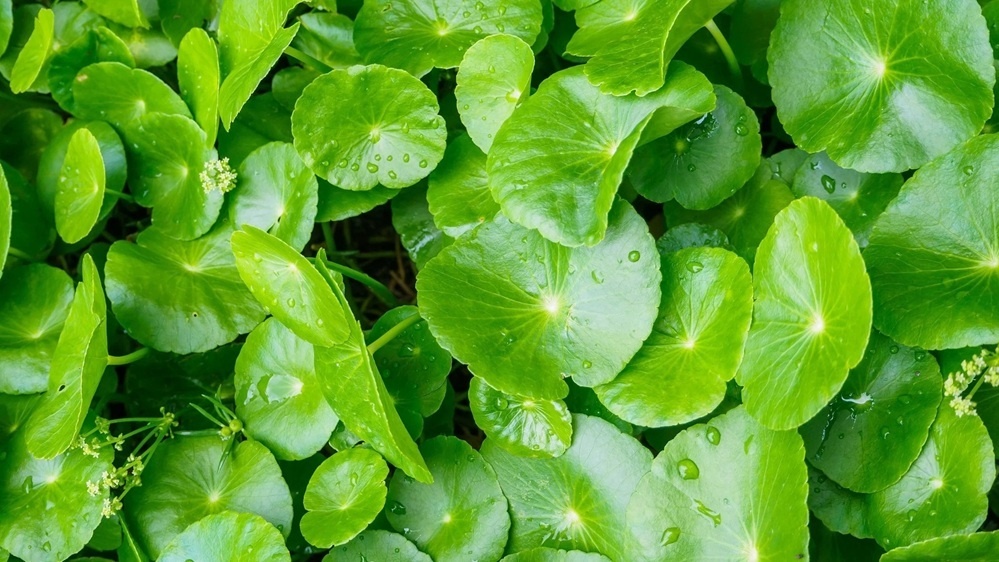 Loại rau dân giã được mệnh danh 'thần dược' giá 15.000 đồng/kg, nay được chị em săn lùng về làm đẹp