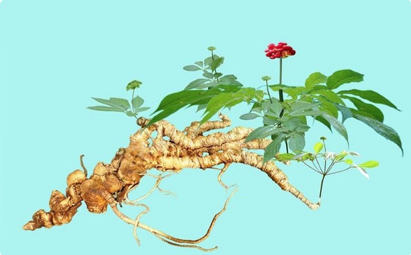 THACO của ông Trần Bá Dương bất ngờ đăng ký đầu tư nghiên cứu, chế biến sâm Ngọc Linh