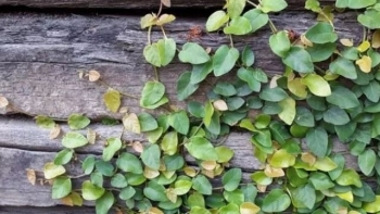 Loại rau dại mọc bám tường, giá 70.000 đồng/kg, người bán dặn 'mua về phải ăn ngay'