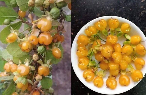 'Lộc trời' vàng óng từng đầy hàng rào quê, nay hiếm đến mức có tiền chưa chắc mua được