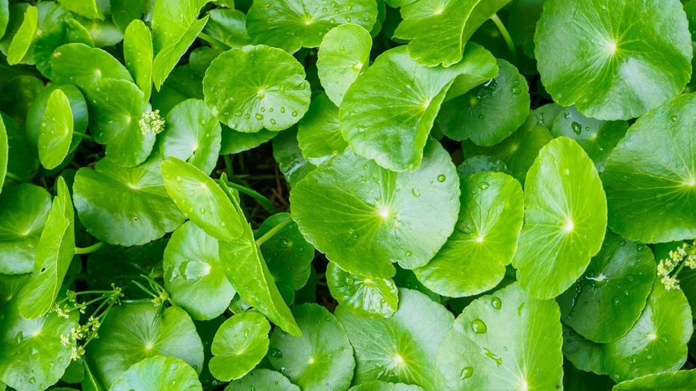 Loại rau dân giã được mệnh danh 'thần dược' giá 15.000 đồng/kg, nay được chị em săn lùng về làm đẹp