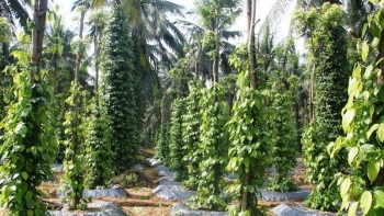 Loại cây trồng chơi xen cà phê, sầu riêng, ai ngờ 'đẻ' ra cả trăm triệu/vụ cho nông dân Tây Nguyên