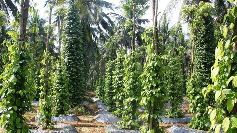 Loại cây trồng chơi xen cà phê, sầu riêng, ai ngờ 'đẻ' ra cả trăm triệu/vụ cho nông dân Tây Nguyên