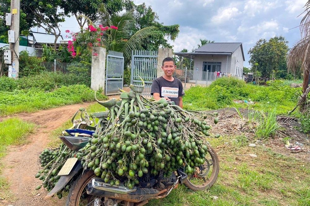 Loại cây trồng chơi xen cà phê, sầu riêng, ai ngờ 'đẻ' ra cả trăm triệu/vụ cho nông dân Tây Nguyên