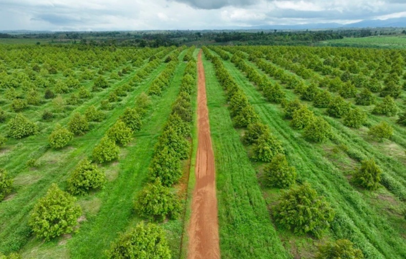 2.600ha sầu riêng của Trung Quốc đang 'uy hiếp' nông trường 2.000ha của HAGL?