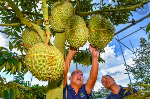 Trung Quốc trồng thành công 2.000 tấn sầu riêng ở Hải Nam, đe dọa vị thế Việt Nam ra sao?