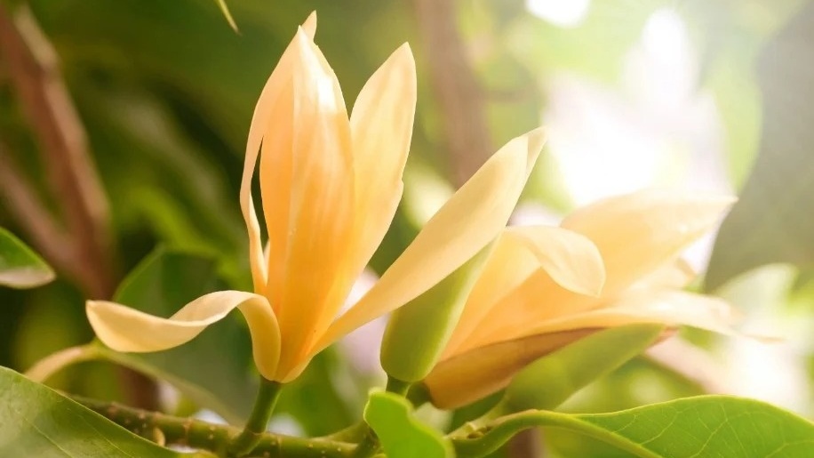 Nhiều gia đình Việt trồng cây 'lộc trời' ra hoa vàng rực, hương bền cả tuần, bán 200.000 đồng/kg