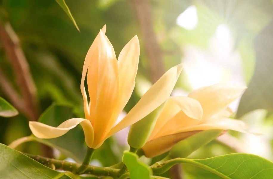 Nhiều gia đình Việt trồng cây 'lộc trời' ra hoa vàng rực, hương bền cả tuần, bán 200.000 đồng/kg