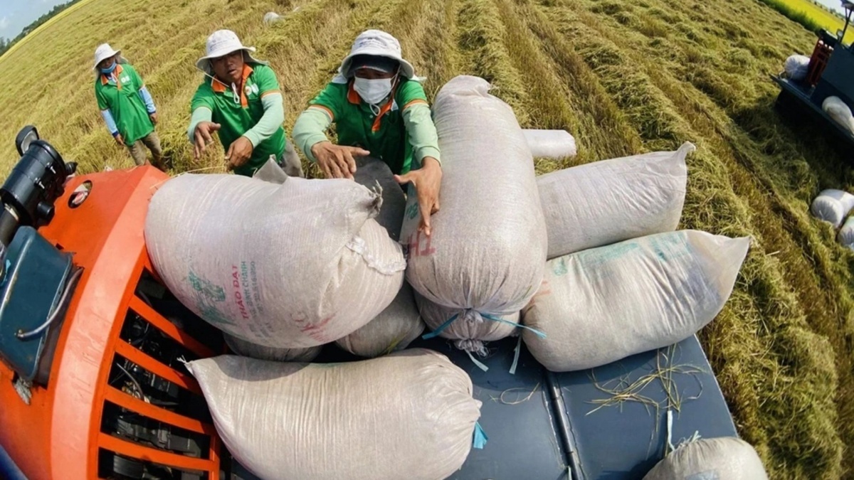Gạo Việt nâng tầm: Nước ta tung ra mặt hàng chưa từng có, được Nhật Bản mua với giá cao