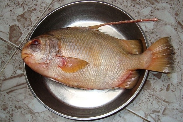 Từng là đặc sản giá 2 triệu/kg, nay loài cá này lọt vào danh sách cấm khai thác khiến dân sành ăn tiếc hùi hụi