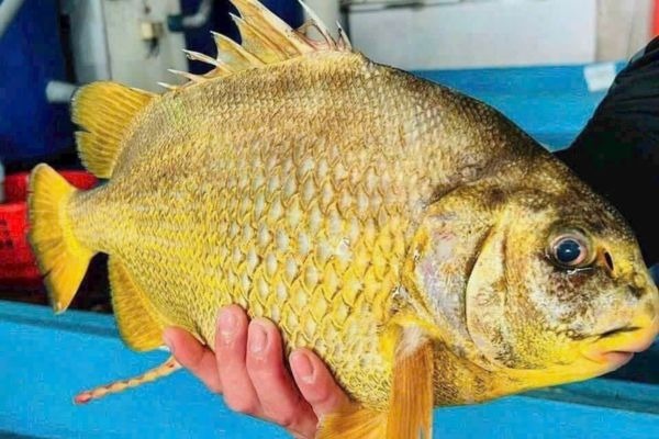 Từng là đặc sản giá 2 triệu/kg, nay loài cá này lọt vào danh sách cấm khai thác khiến dân sành ăn tiếc hùi hụi