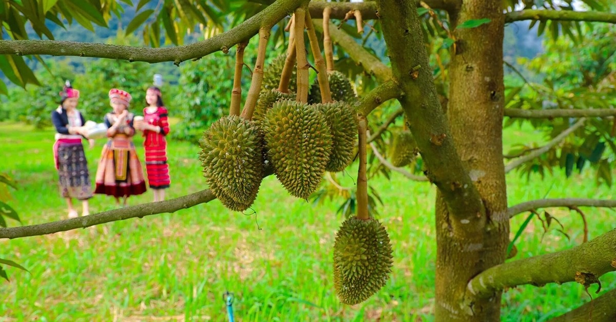 Hai nước láng giềng của Việt Nam tận dụng lợi thế 'nhất cự ly', chinh phục thị trường sầu riêng Trung Quốc
