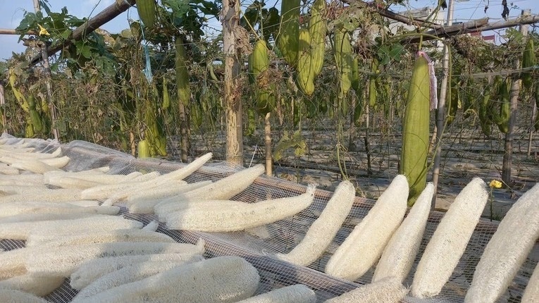 Thứ phế phẩm nông nghiệp từng biểu trưng cho nghèo nàn, bỏ đi không ai tiếc, nay xuất đi Âu - Mỹ với giá ngất ngưởng