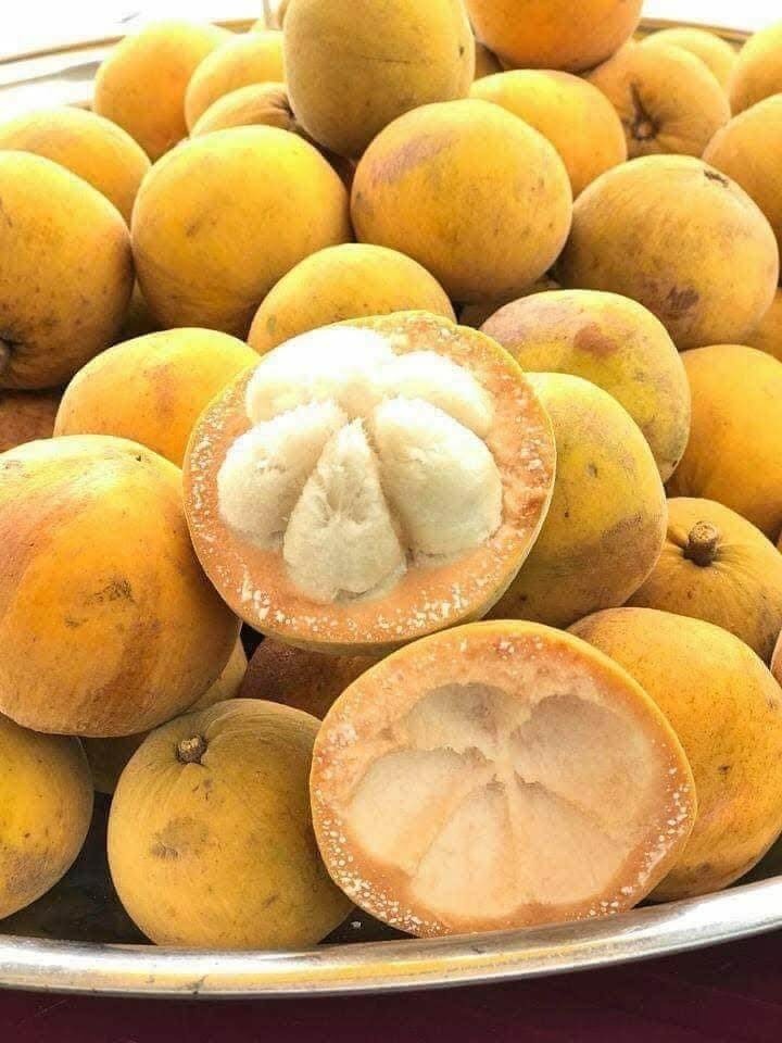 Đặc sản ‘măng cụt rừng’ Đồ Sơn vào mùa: Chua thanh, ngọt dịu, giá từ 35.000 đồng/kg