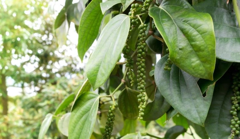 Sản lượng trong nước sụt giảm, doanh nghiệp buộc nhập khẩu để hạ nhiệt thị trường 'vàng đen'
