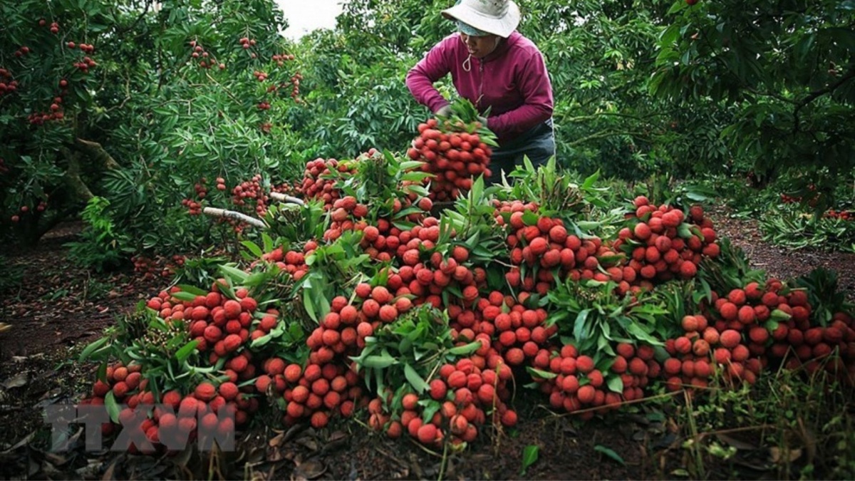 Loại quả quê mùa ở Việt Nam có khi cho không ai lấy: Là 'hàng hiếm' ở Trung Quốc, thương lái tranh nhau mua