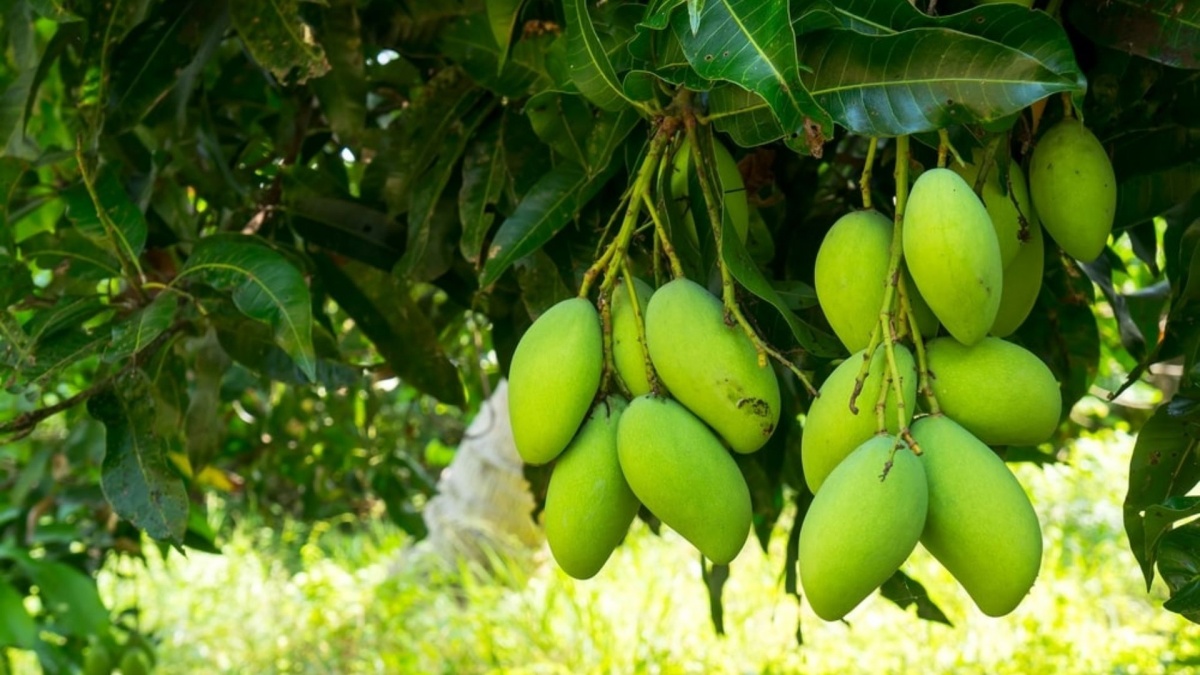 Loại quả quê mùa ở Việt Nam có khi cho không ai lấy: Là 'hàng hiếm' ở Trung Quốc, thương lái tranh nhau mua