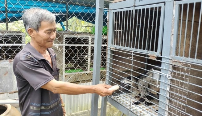 Nuôi con ít ai dám nuôi chỉ tốn khoảng 3.000 đồng/ngày cho ăn, người cựu chiến binh thu hàng trăm triệu nhờ bí quyết 'quan sát kỹ'