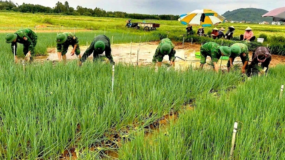 Vựa rau lớn nhất Nghệ An chìm trong biển nước, nông dân gồng mình nhổ non bán gỡ vốn