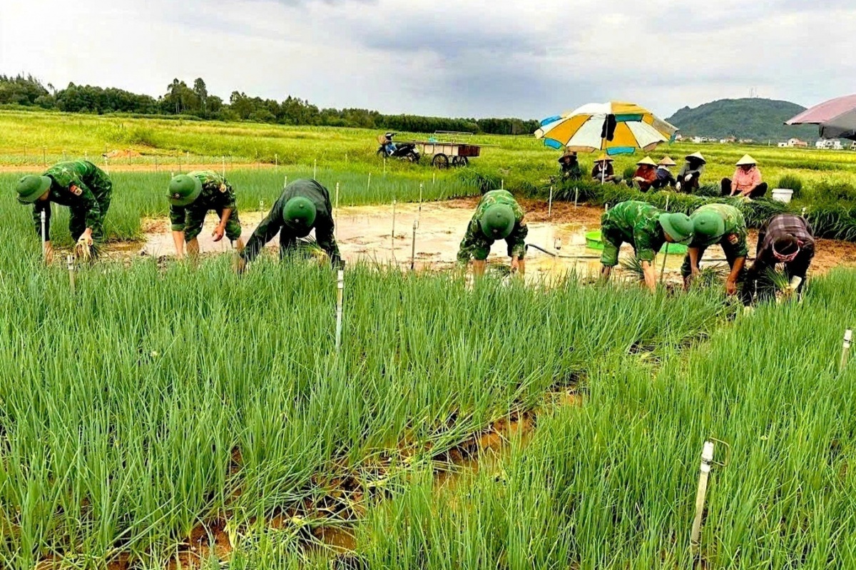 Vựa rau lớn nhất Nghệ An chìm trong biển nước, nông dân gồng mình nhổ non bán gỡ vốn