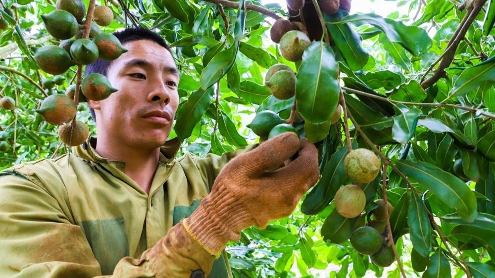 Cây xen canh thành ‘mỏ vàng xanh’, nông dân Đắk Lắk trúng đậm khi buôn 'nữ hoàng quả khô' với giá 100.000 đồng/kg