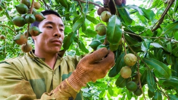 Cây xen canh thành ‘mỏ vàng xanh’, nông dân Đắk Lắk trúng đậm khi buôn 'nữ hoàng quả khô' với giá 100.000 đồng/kg
