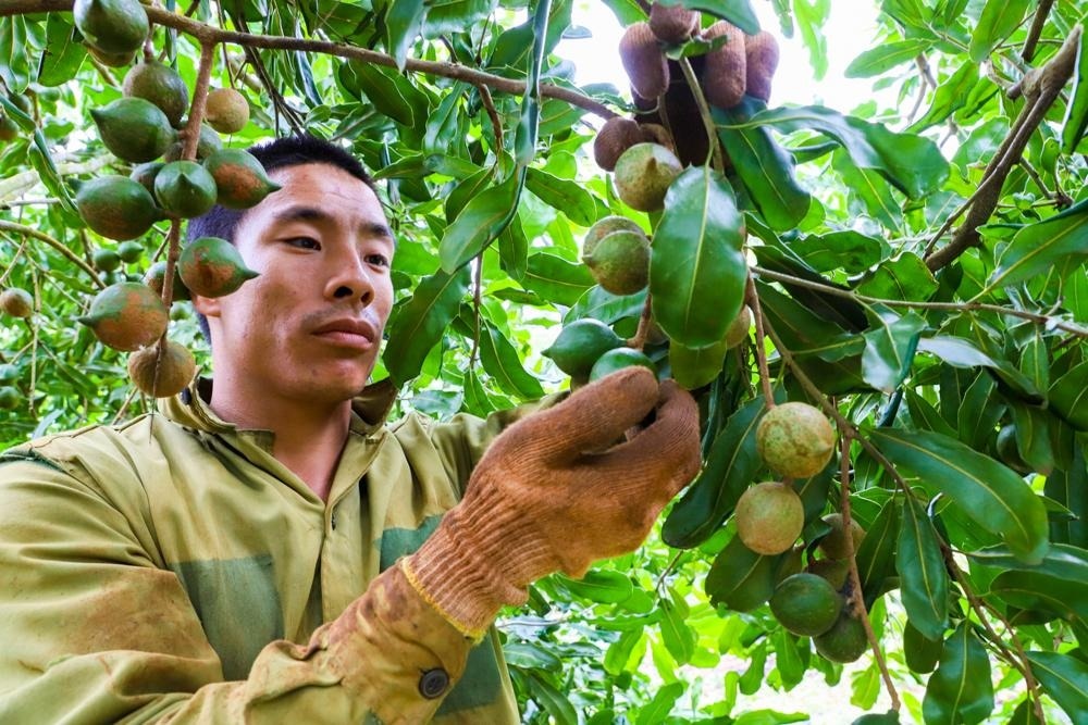 Cây xen canh thành ‘mỏ vàng xanh’, nông dân Đắk Lắk trúng đậm khi buôn 'nữ hoàng quả khô' với giá 100.000 đồng/kg